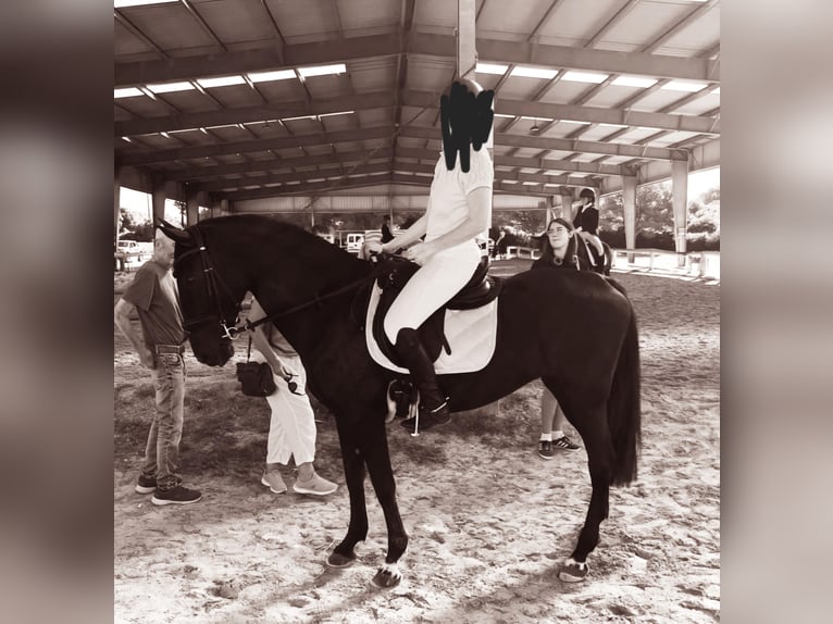 Menorquín Yegua 11 años 161 cm Negro in Ciutadella De Menorca