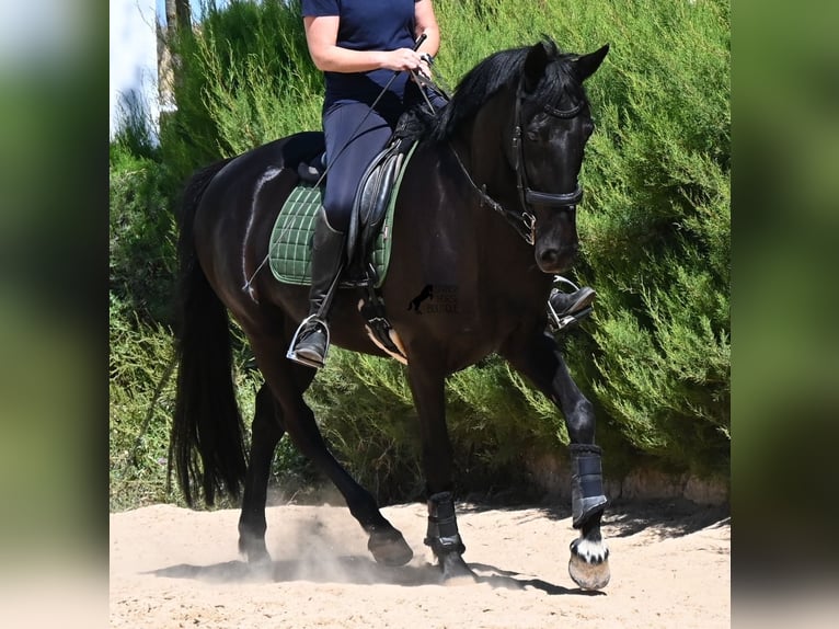 Menorquín Yegua 12 años 158 cm Negro in Menorca