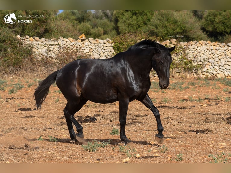 Menorquín Yegua 12 años 164 cm Negro in Menorca