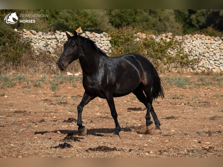 Menorquín Yegua 12 años 164 cm Negro in Menorca