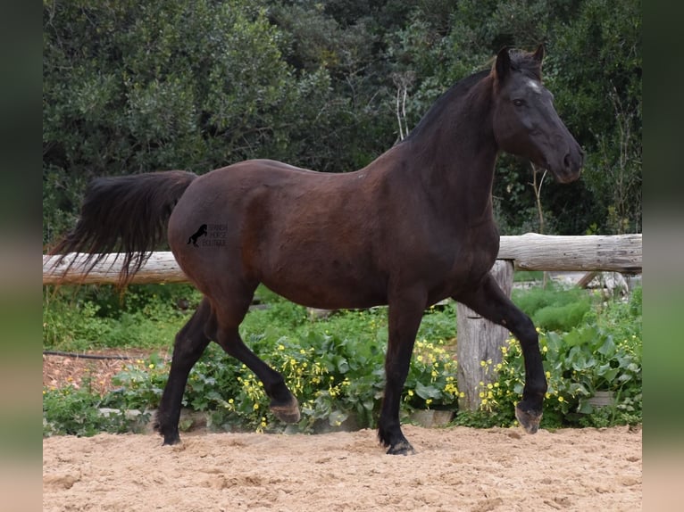 Menorquín Yegua 15 años 157 cm Negro in Menorca