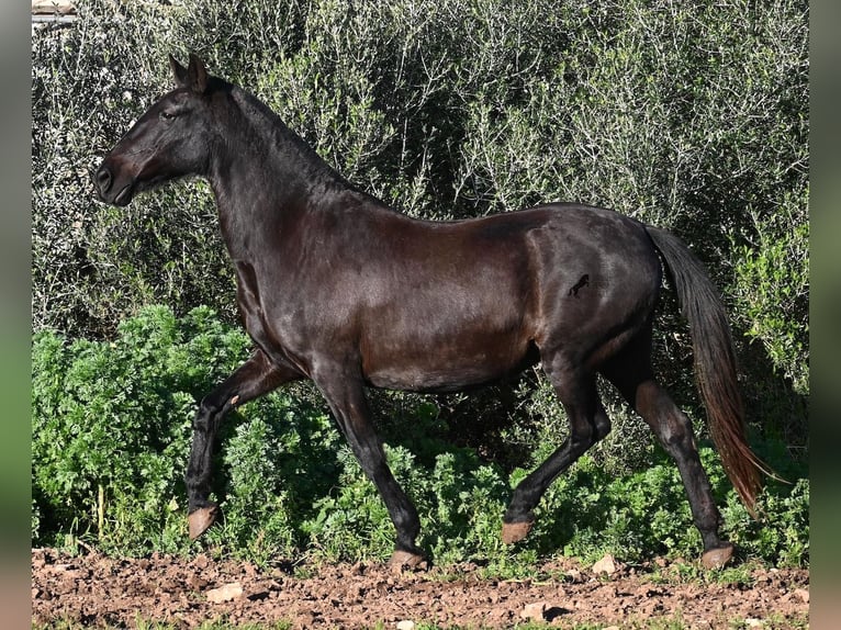 Menorquín Yegua 19 años 160 cm Negro in Menorca