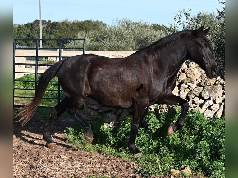 Menorquín Yegua 19 años 160 cm Negro in Menorca