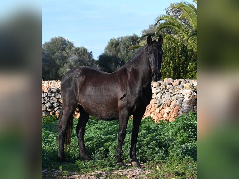 Menorquín Yegua 19 años 160 cm Negro in Menorca