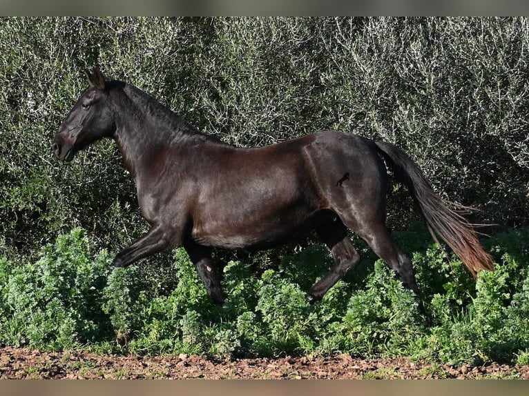 Menorquín Yegua 19 años 160 cm Negro in Menorca