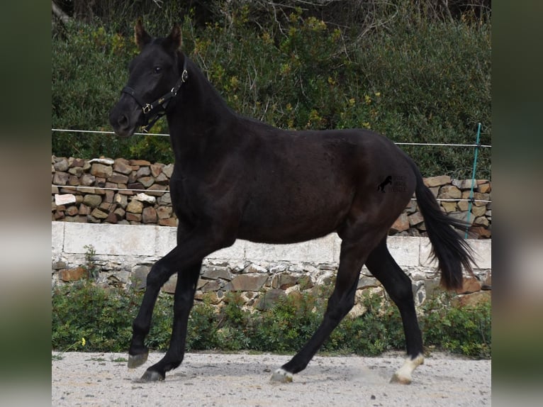 Menorquín Yegua 1 año 152 cm Negro in Menorca