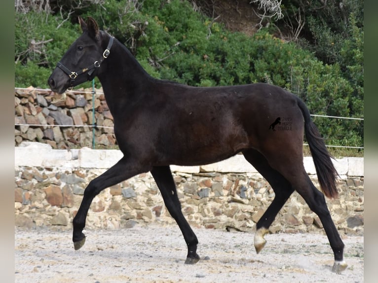 Menorquín Yegua 1 año 152 cm Negro in Menorca