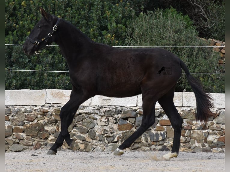 Menorquín Yegua 1 año 152 cm Negro in Menorca