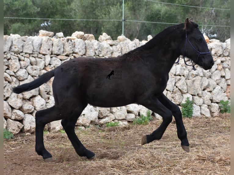Menorquín Yegua 1 año 155 cm Negro in Menorca