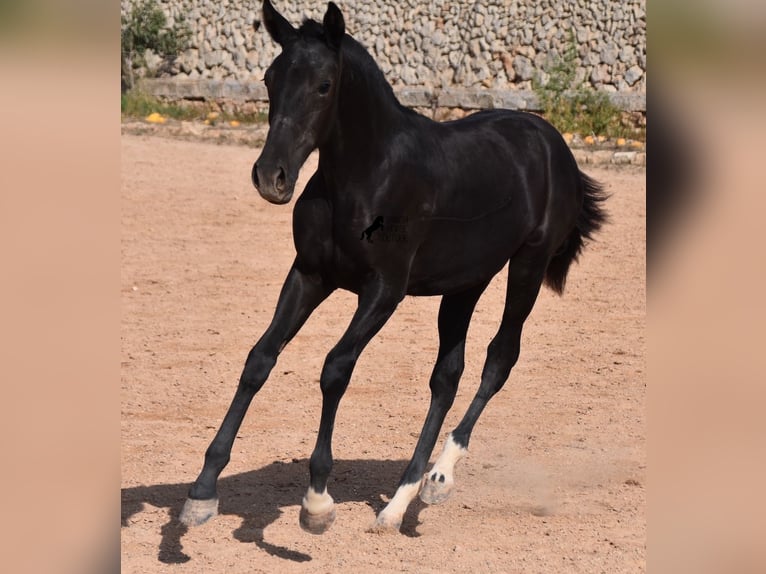 Menorquín Yegua 1 año 155 cm Negro in Menorca