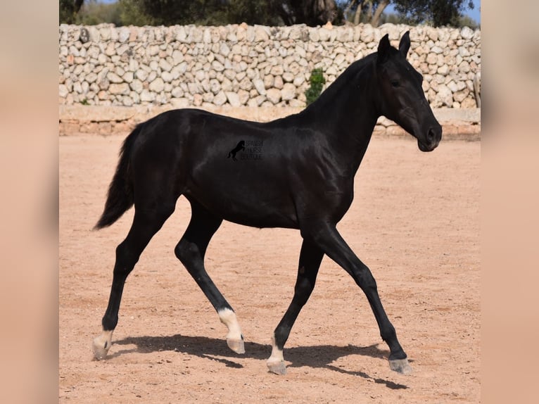 Menorquín Yegua 1 año 155 cm Negro in Menorca