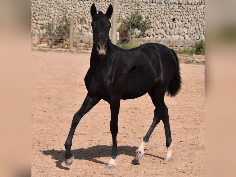 Menorquín Yegua 1 año 155 cm Negro in Menorca