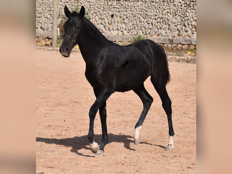 Menorquín Yegua 1 año 155 cm Negro in Menorca