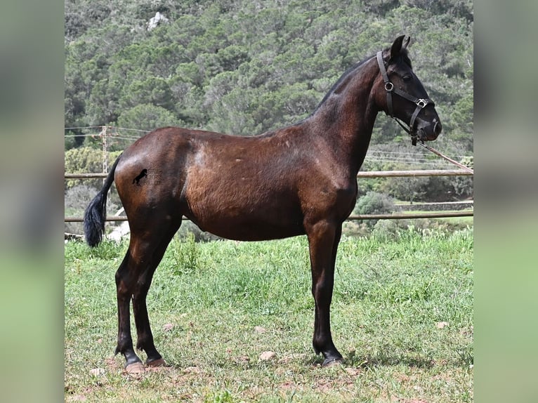 Menorquín Yegua 1 año 156 cm Negro in Menorca