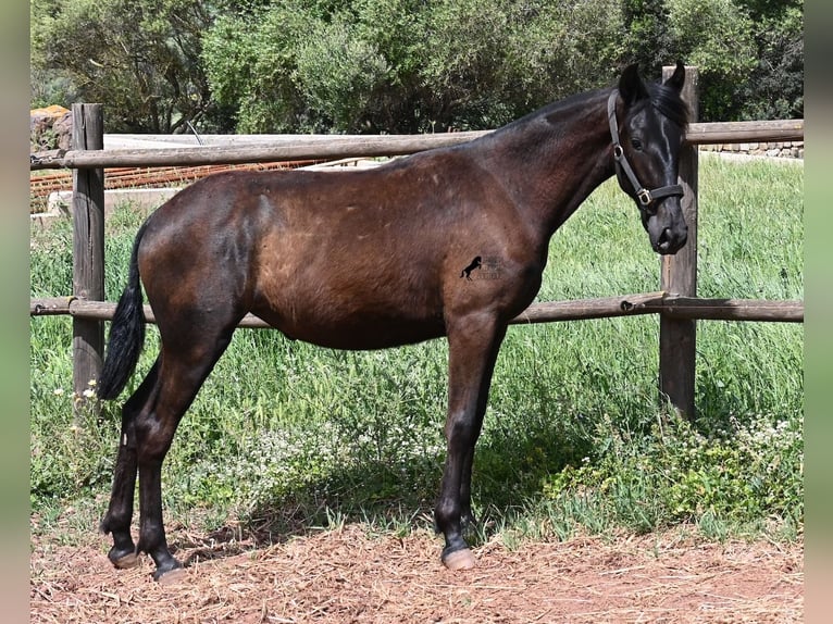 Menorquín Yegua 1 año 156 cm Negro in Menorca