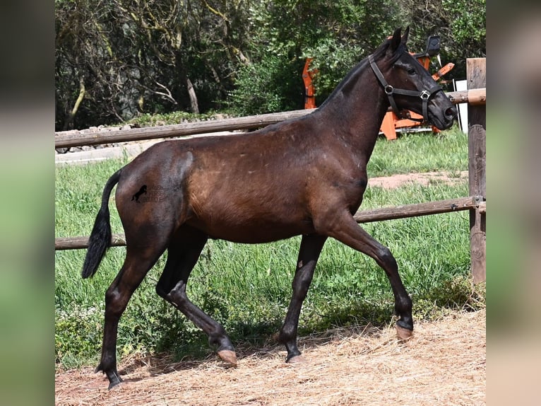 Menorquín Yegua 1 año 156 cm Negro in Menorca