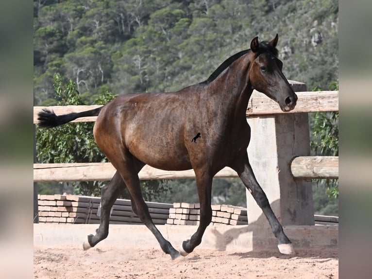 Menorquín Yegua 1 año 156 cm Negro in Menorca