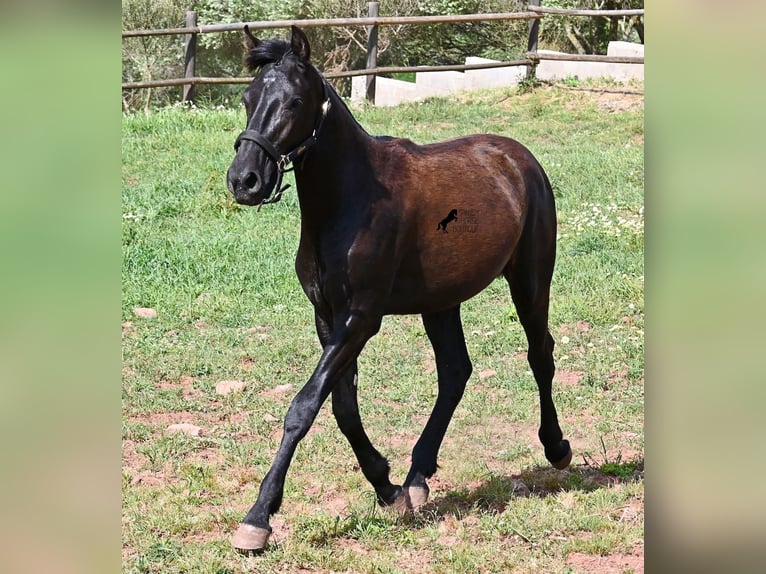 Menorquín Yegua 1 año 156 cm Negro in Menorca