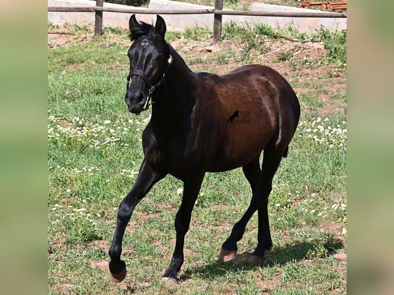 Menorquín Yegua 1 año 156 cm Negro in Menorca
