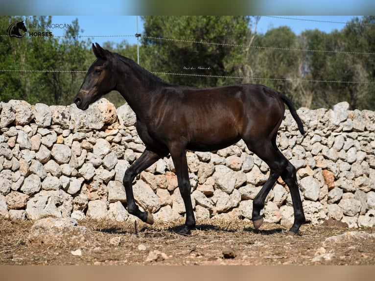 Menorquín Yegua 1 año 156 cm Negro in Menorca