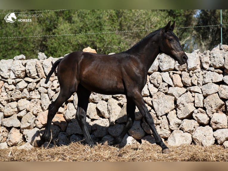Menorquín Yegua 1 año 156 cm Negro in Menorca