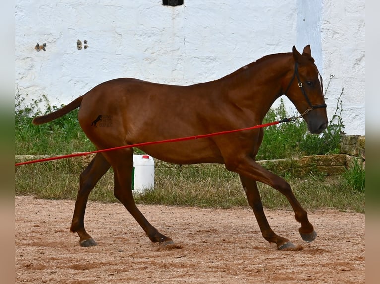 Menorquín Yegua 1 año 160 cm Alazán in Menorca