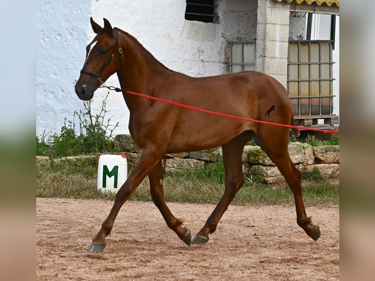 Menorquín Yegua 1 año 160 cm Alazán in Menorca