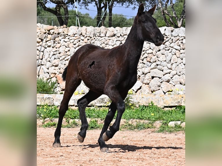 Menorquín Yegua 1 año 160 cm Negro in Menorca