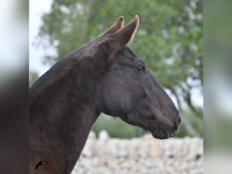 Menorquín Yegua 1 año 160 cm Negro in Menorca