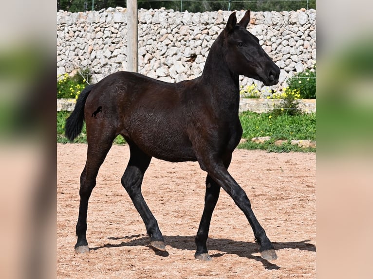 Menorquín Yegua 1 año 160 cm Negro in Menorca