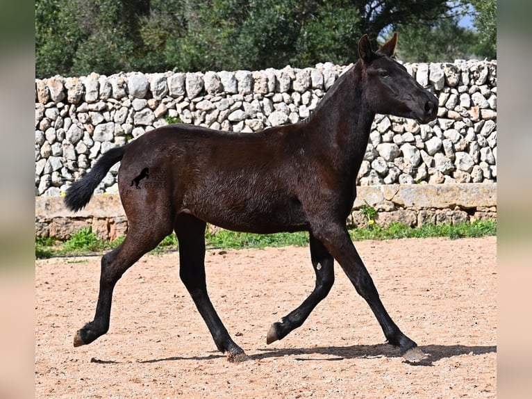 Menorquín Yegua 1 año 160 cm Negro in Menorca