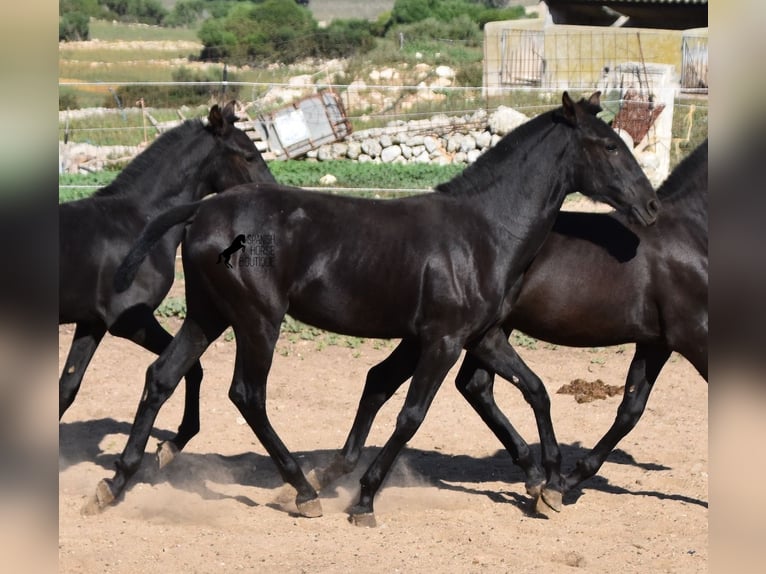 Menorquín Yegua 1 año 160 cm Negro in Menorca