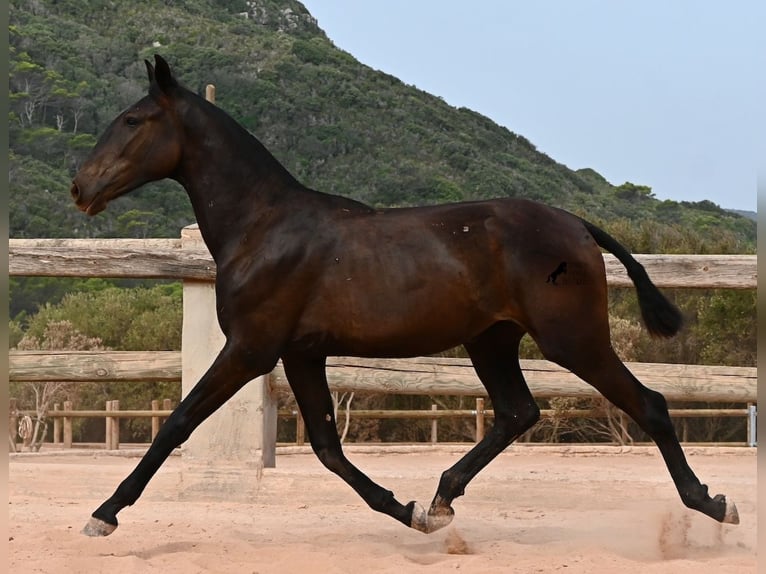 Menorquín Yegua 1 año 162 cm Negro in Menorca