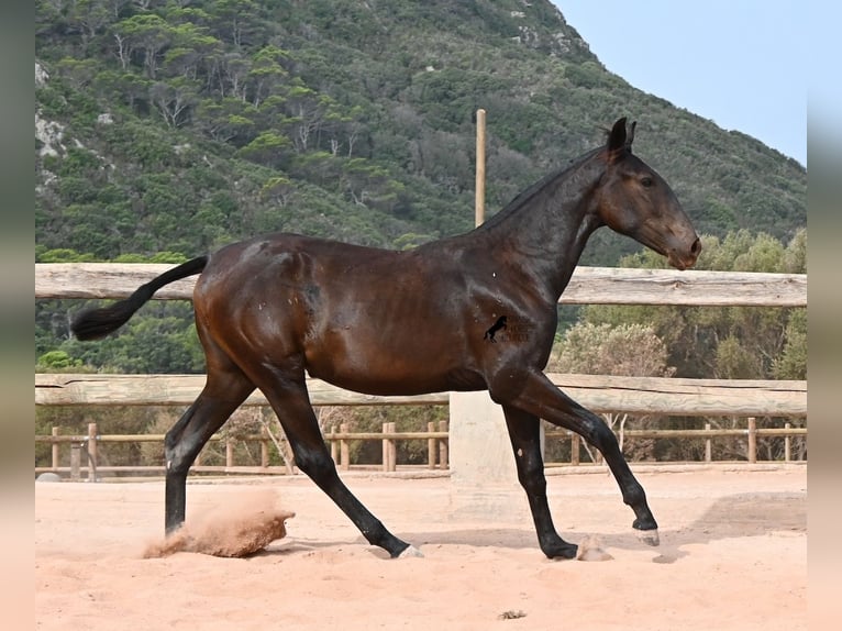 Menorquín Yegua 1 año 162 cm Negro in Menorca