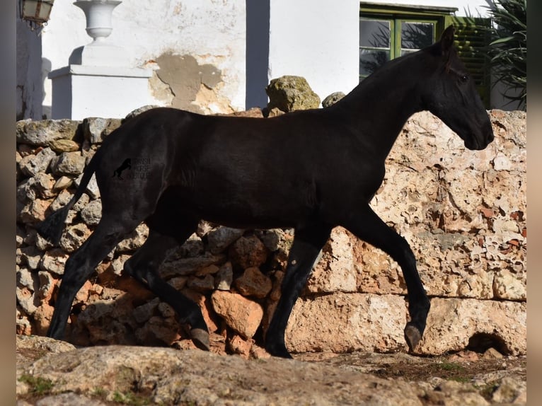 Menorquín Yegua 1 año 162 cm Negro in Menorca