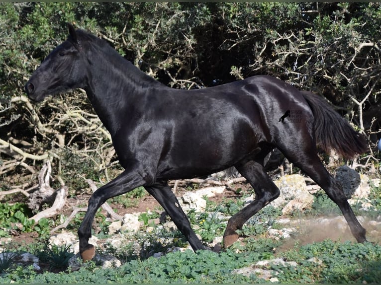 Menorquín Yegua 1 año 163 cm Negro in Menorca