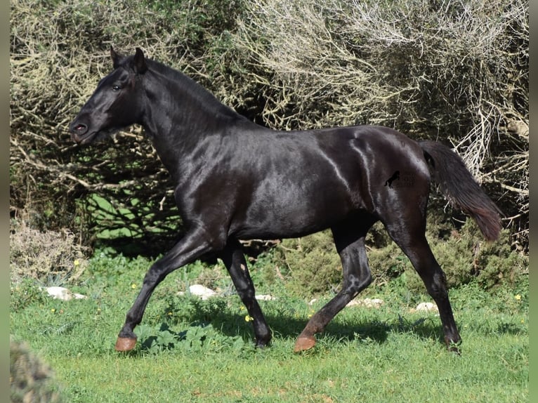 Menorquín Yegua 1 año 163 cm Negro in Menorca