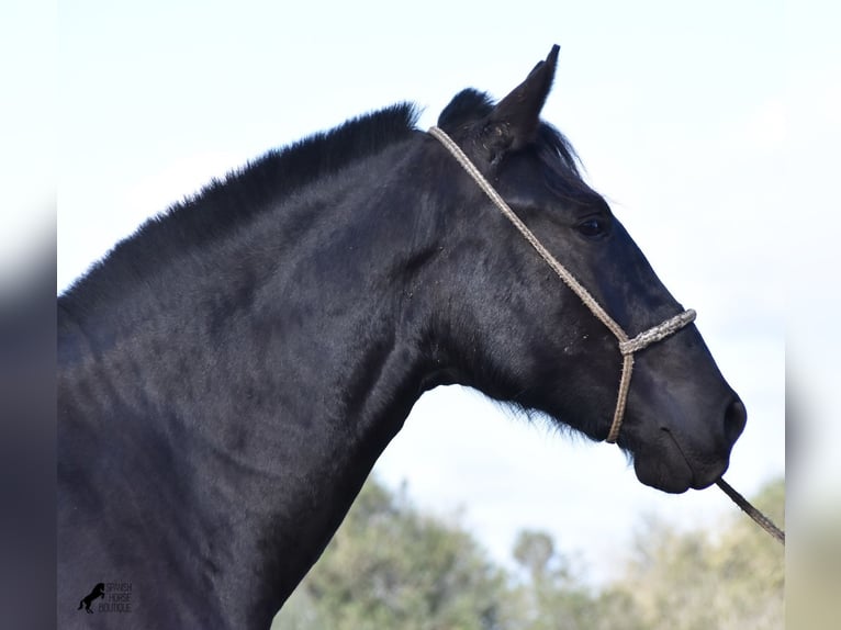 Menorquín Yegua 1 año 163 cm Negro in Menorca