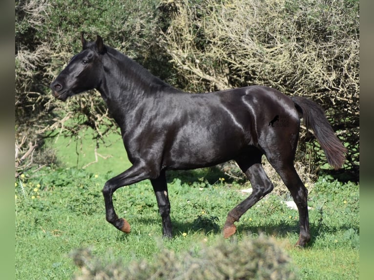 Menorquín Yegua 1 año 163 cm Negro in Menorca