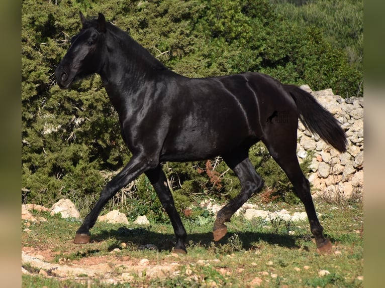 Menorquín Yegua 1 año 163 cm Negro in Menorca