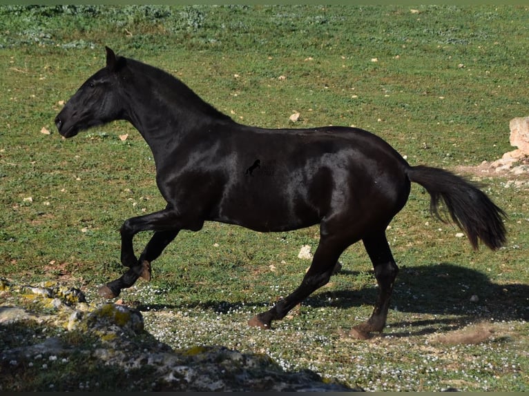 Menorquín Yegua 1 año 163 cm Negro in Menorca