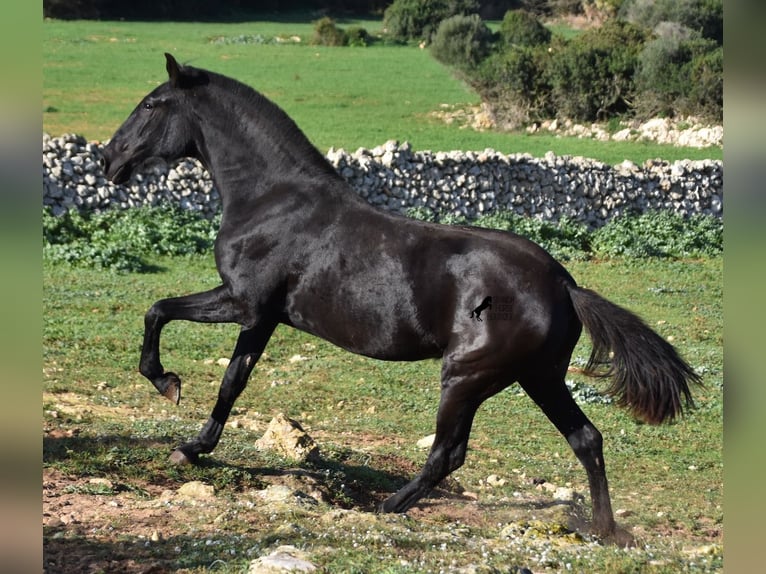 Menorquín Yegua 1 año 163 cm Negro in Menorca