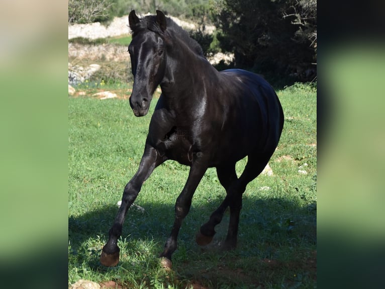 Menorquín Yegua 1 año 163 cm Negro in Menorca