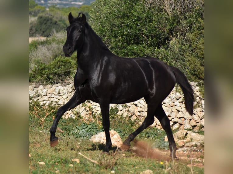 Menorquín Yegua 1 año 163 cm Negro in Menorca