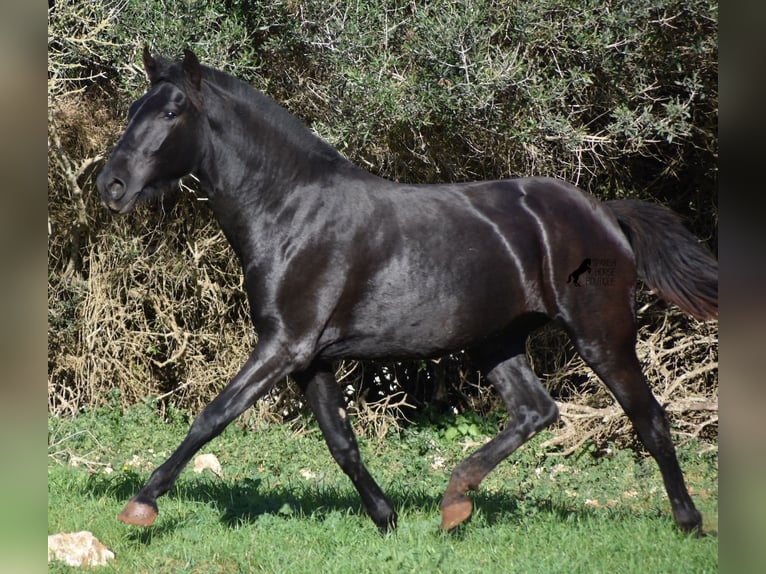 Menorquín Yegua 1 año 163 cm Negro in Menorca