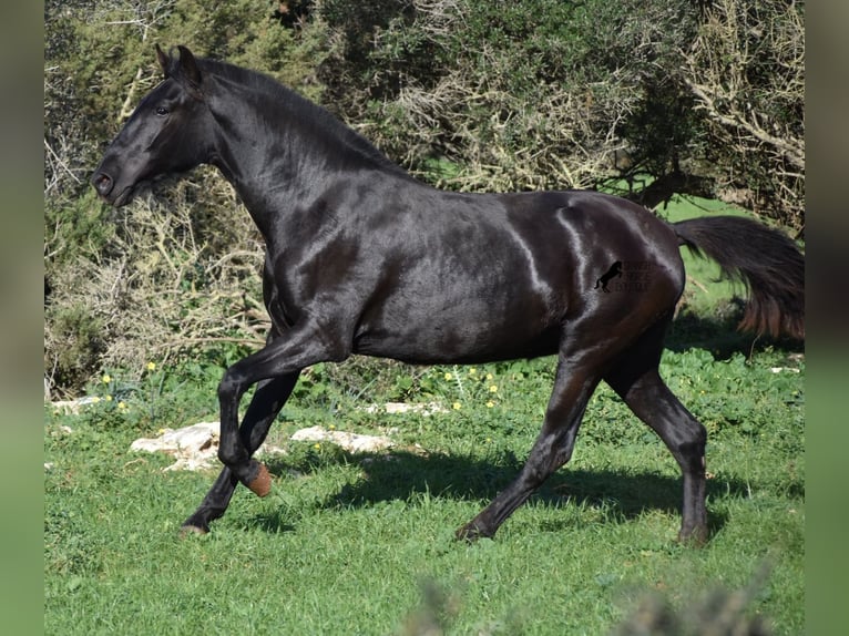 Menorquín Yegua 1 año 163 cm Negro in Menorca