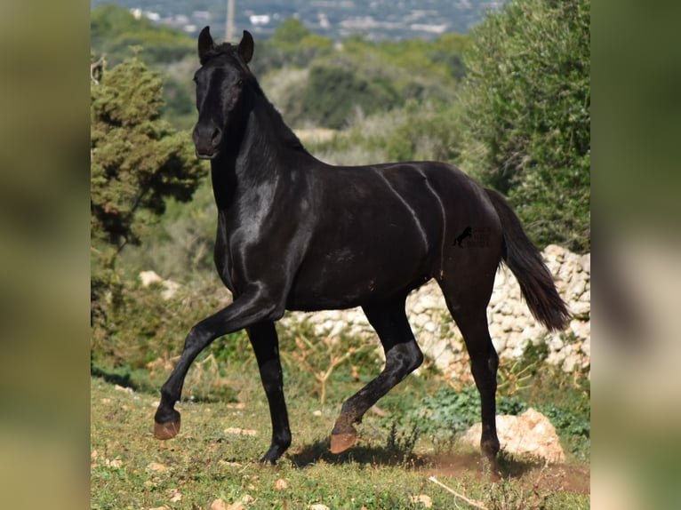 Menorquín Yegua 1 año 163 cm Negro in Menorca