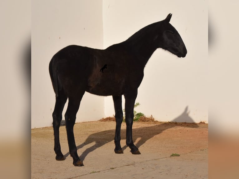 Menorquín Yegua 1 año 164 cm Negro in Menorca