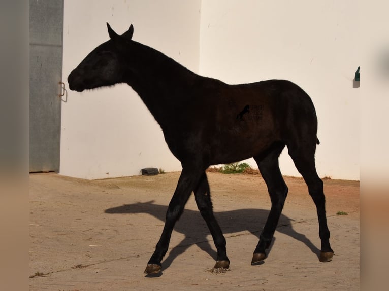 Menorquín Yegua 1 año 164 cm Negro in Menorca