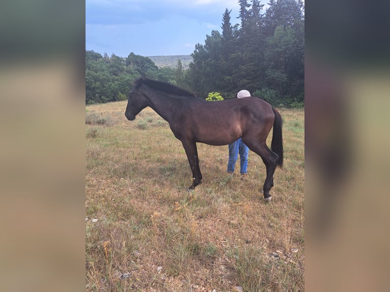 Menorquín Yegua 1 año 165 cm Negro in Saint bauzille de putois